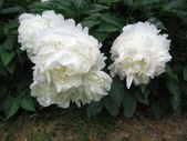 Enlarge photo 95