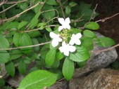 Enlarge photo 96
