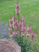 Enlarge photo 97