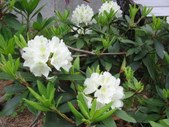 Enlarge photo 99