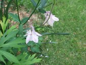 Enlarge photo 102