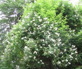 Enlarge photo 104
