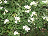 Enlarge photo 105
