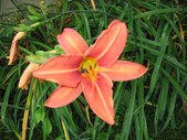 Enlarge photo 110