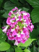 Enlarge photo 112