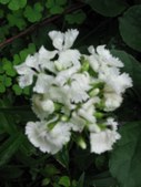 Enlarge photo 113