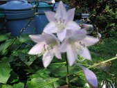 Enlarge photo 121