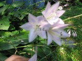 Enlarge photo 122