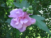 Enlarge photo 127