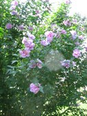 Enlarge photo 128