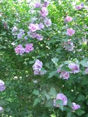 Enlarge photo 129