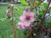 Enlarge photo 196