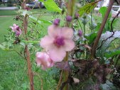 Enlarge photo 135