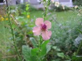Enlarge photo 136
