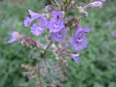Enlarge photo 137