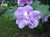 Enlarge photo 141