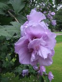 Enlarge photo 142