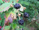 Enlarge photo 148