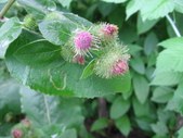 Enlarge photo 152