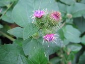 Enlarge photo 155