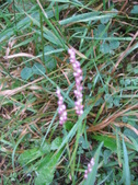 Enlarge photo 210