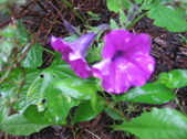 Enlarge photo 159