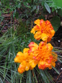 Enlarge photo 160