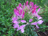 Enlarge photo 162