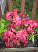 Enlarge photo 164