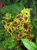 Enlarge photo 165