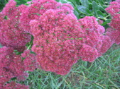 Enlarge photo 167