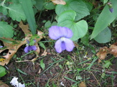 Enlarge photo 169