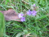Enlarge photo 171
