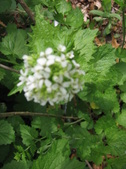 Enlarge photo 177