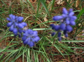 Enlarge photo 185
