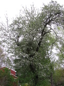 Enlarge photo 191