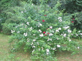 Enlarge photo 211
