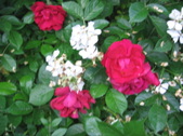 Enlarge photo 213