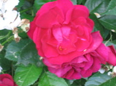 Enlarge photo 214