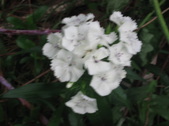 Enlarge photo 215