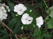 Enlarge photo 216