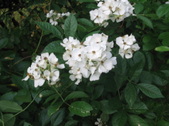 Enlarge photo 217