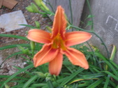 Enlarge photo 219