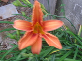 Enlarge photo 220