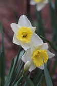 Enlarge photo 483