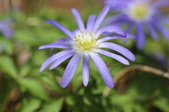Enlarge photo 487