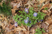 Enlarge photo 489