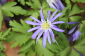 Enlarge photo 490