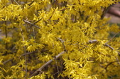 Enlarge photo 496