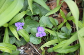 Enlarge photo 498